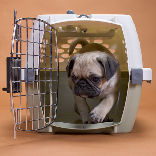 Professional Dog Training Sublime K9 Training & Boarding