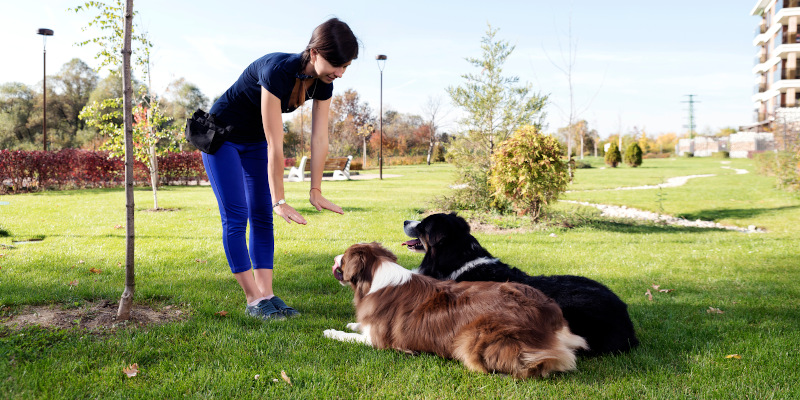Dog Trainer in Knoxville, Tennessee