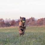K9 Training in Knoxville, Tennessee