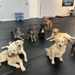 Join Our Dog Daycare!