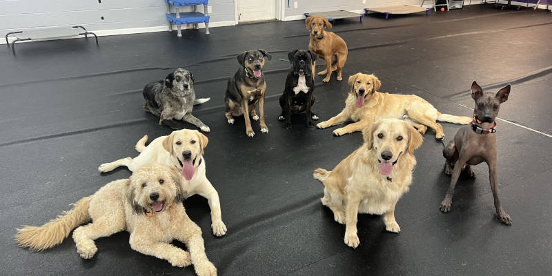 Join Our Dog Daycare!