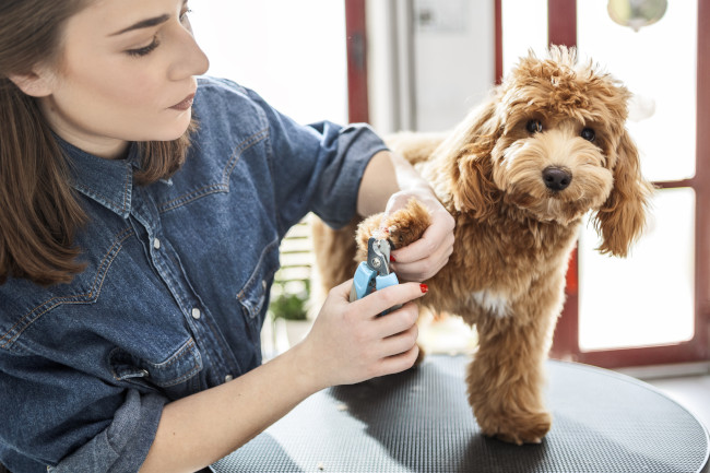 3 Reasons Why Routine Dog Grooming Is Important | Sublime K9 Training ...